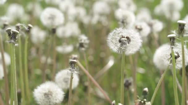 Diente León Planta Popular Después Floración Durante Período Semilla Plumas — Vídeos de Stock