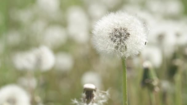 Maskros Populär Växt Efter Blomningen Fröperioden Vita Plymer Med Frön — Stockvideo