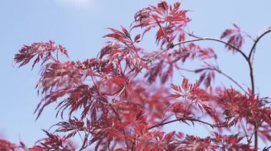 Garnet akçaağaç - dekoratif bitki. Güçlü rüzgarlarda çırpınan ağaç yaprakları. Görüntü ve bokeh arka planda. Güneşli bir gün. Mor ve kırmızı yapraklı yapraklı yapraklı bir ağaç. Dekoratif bir çalı, bir yaz bahçesi ya da bahçe için mükemmel..
