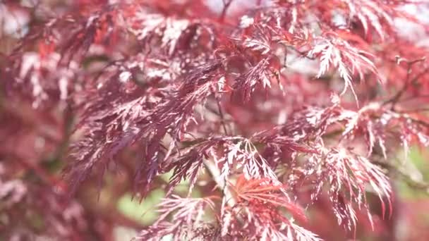 石榴枫树 装饰植物 摇曳的树在相当强的风中叶子 模糊和Bokeh在后台 阳光灿烂的日子 有紫色和红色叶子的叶子树 一种装饰的灌木 非常适合夏天的小区或花园 — 图库视频影像