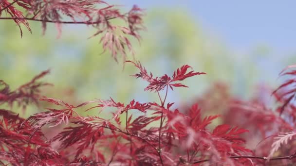 ガーネットメープル 装飾的な植物 かなり強い風になびく木の葉 背景にぼかしとボケ 晴れた日 紫色と赤の葉で木を葉します 夏のプロットや庭に最適な装飾的な低木 — ストック動画