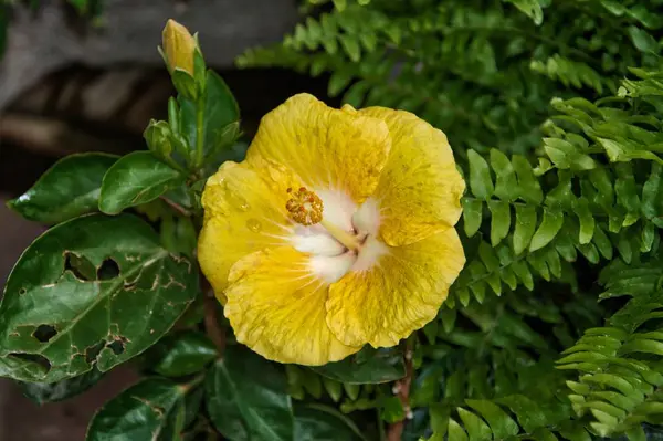 Hibiscus Prachtige Gele Bloem — Stockfoto