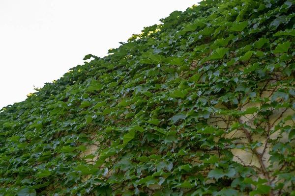 Sommergrüner Efeu Garten Hintergrund Efeu — Stockfoto