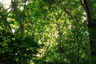 Ormanda gün batımı