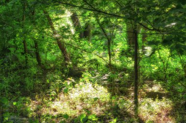 Ormanda güneş ışınları