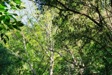 Ormanda güneş ışınları