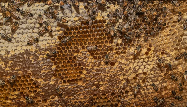 Honeycomb pattern. Honeycomb fill with sweet honey and bees.