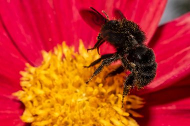 uçan bumblebee ile güzel kırmızı dahlia çiçek
