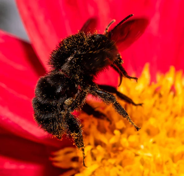 uçan bumblebee ile güzel kırmızı dahlia çiçek