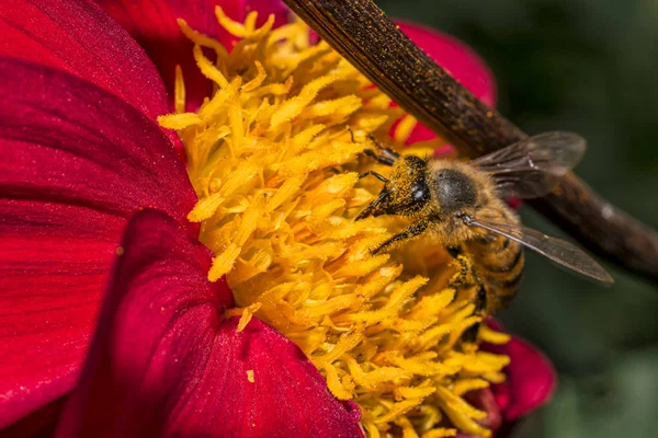 Медовая пчела (Apis mellifera) сидит на красном цветке георгины, макро, мелководье . — стоковое фото
