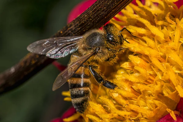 Abeja de miel (Apis mellifera) sentada sobre una flor de dalia roja, macro, dof poco profundo . — Foto de Stock