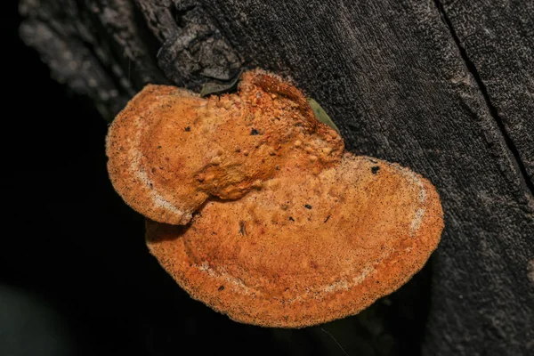 Pycnoporellus fulgens, um fungo laranja que cresce em bétula na Argentina. Pycnoporus cinnabarinus — Fotografia de Stock