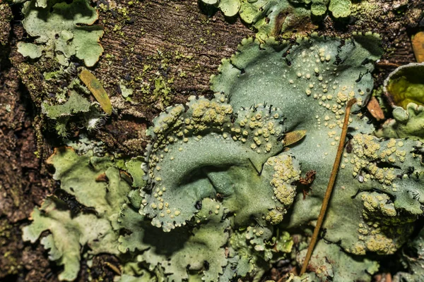 Flechten sind symbiotische Pilze und Algen. Sie sind in der Lage, auf den Felsen sauber zu wachsen und bilden oft auf den Felsen und Steinen schöne Muster Flechten auf einem grünen Stein. — Stockfoto