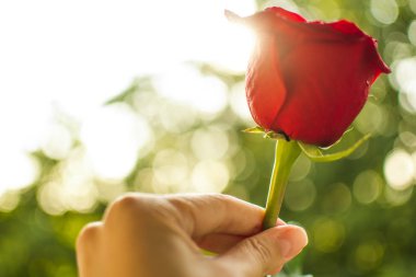 Closeup el doğal yeşil ve güneşli arka plan üzerinde kırmızı taze gül tutuyor. Kopyalama alanı