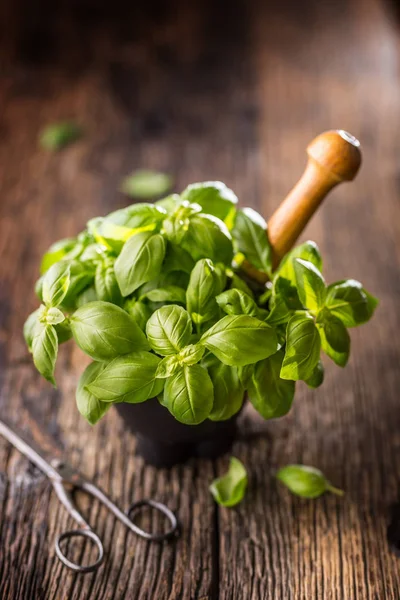 Fres Basil Leaves Mortar Wooden Table — Stock Photo, Image