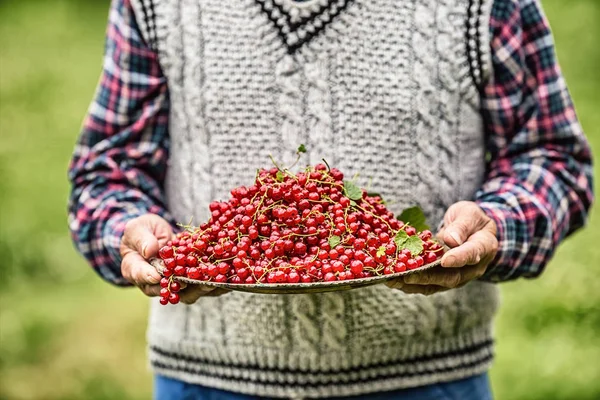 Bahçe holding plaka kırmızı kuş üzümü tam emekli çiftçi.
