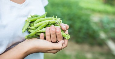 Taze bezelye Bahçe el genç kız.