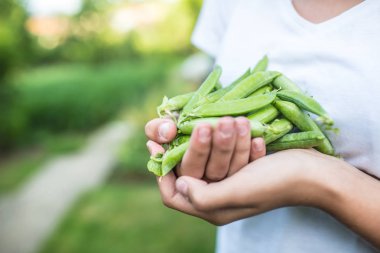 Taze bezelye Bahçe el genç kız.