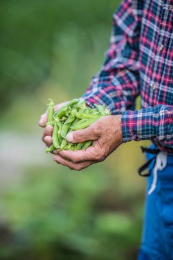Üst düzey çiftçi onun hans taze bezelye holding.