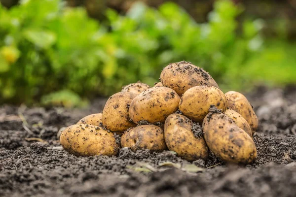 A pile of fresh potatoes which are free lying on the soil.