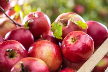 Bahçe masasındaki tahta sandıkta taze kırmızı elmalar..