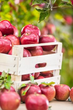 Bahçe masasındaki tahta sandıkta taze kırmızı elmalar..