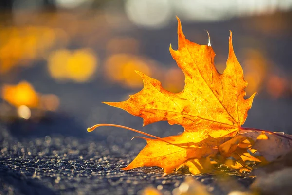 Détail Feuilles Colorées Automnales Dans Intensité Lumière Soleil — Photo