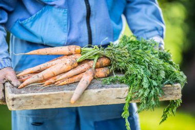 Bir çiftçi elinde bahçede taze olgunlaşmış havuç tutar