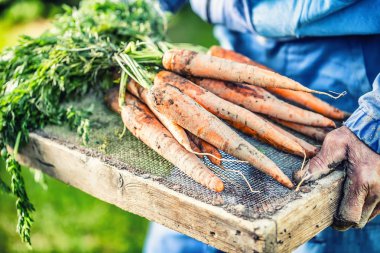 Bir çiftçi elinde bahçede taze olgunlaşmış havuç tutar