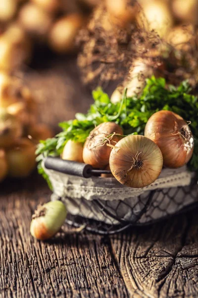 Bunt av fritt liggande torkad lök med persilja örter och dill i korg på ett träbord — Stockfoto