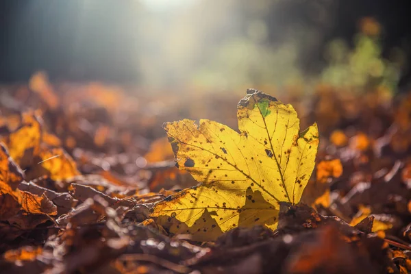 Hoja de arce otoño caído en otoño amanecer o atardecer —  Fotos de Stock