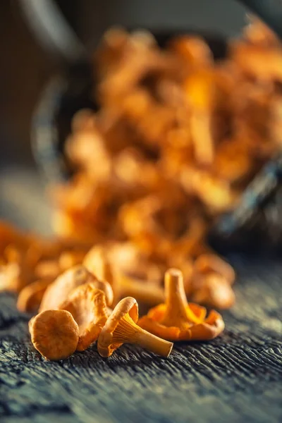 Raw chanterelles mushroom on wood scattered from a wooden wicker basket — Stock Photo, Image