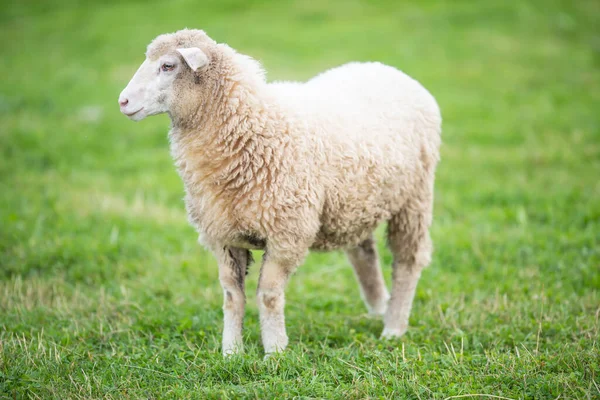 Clean White Sheep Green Meadow Pasture — Stock Photo, Image