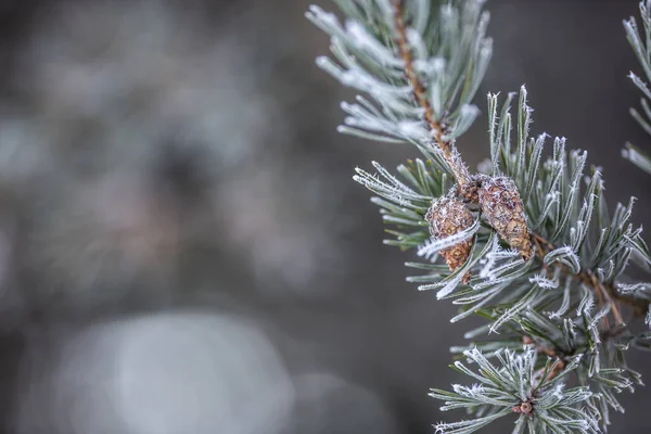 Brindille de pin congelée avec cônes un jour d'hiver — Photo