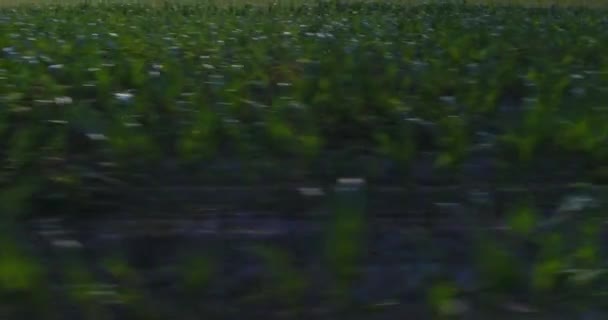 Tárt fel a mezőgazdasági területen öntözés öntözőrendszer látképe — Stock videók