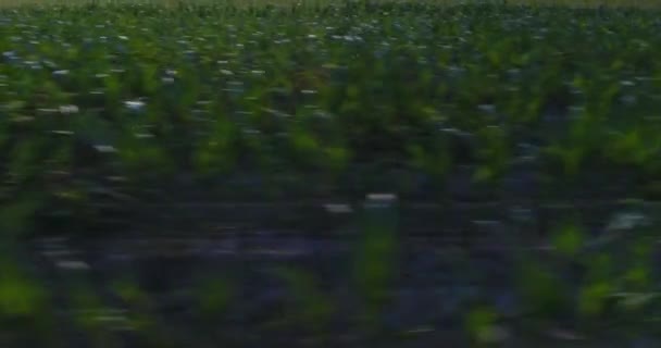 Revelar vista do sistema de irrigação regando um campo de fazenda — Vídeo de Stock