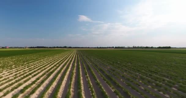 Vista aérea baja de las filas de cultivos — Vídeos de Stock