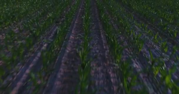 Låg Flygfoto över majsfält — Stockvideo