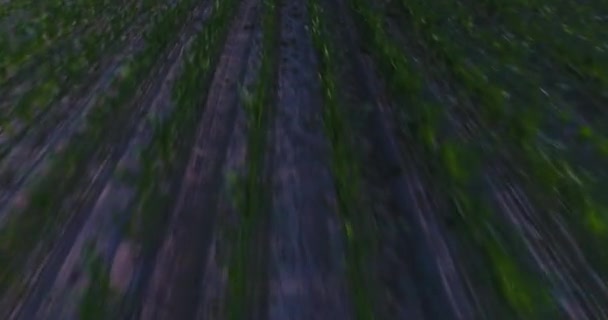トウモロコシ畑の低空撮 — ストック動画