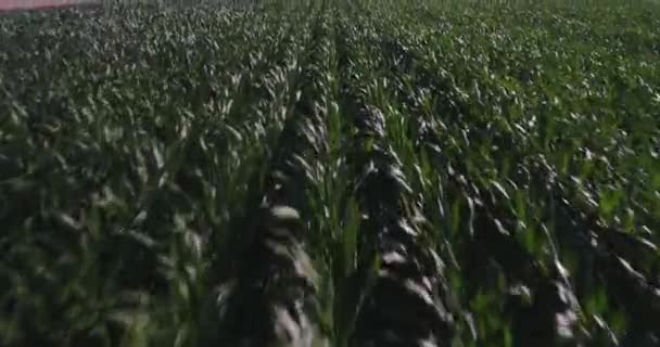 Volando sobre Cornfield. Vista reveladora — Vídeos de Stock