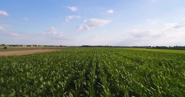 Flyover Cornfield ad alta velocità — Video Stock