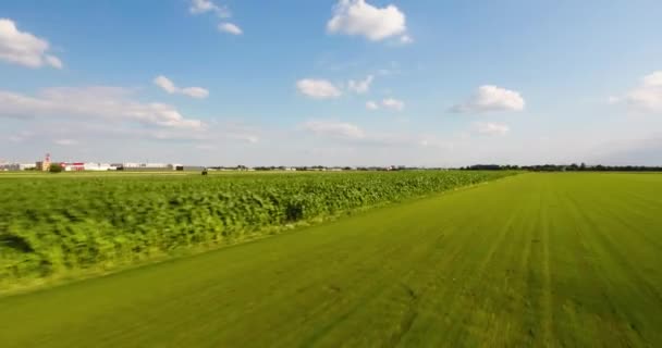 トウモロコシ畑の側面図です。空中ショット。地面に近い飛行 — ストック動画
