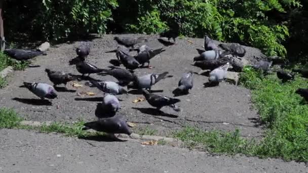 Palomas comiendo se desmorona, de cerca — Vídeos de Stock