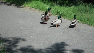 Yaban ördekleri bir yol üzerinde yürüme