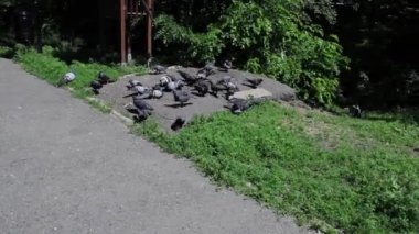 Çatlar yeme güvercinler