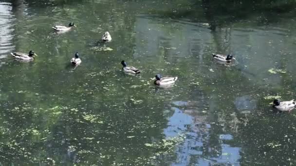 Patos salvajes en un pantano — Vídeos de Stock