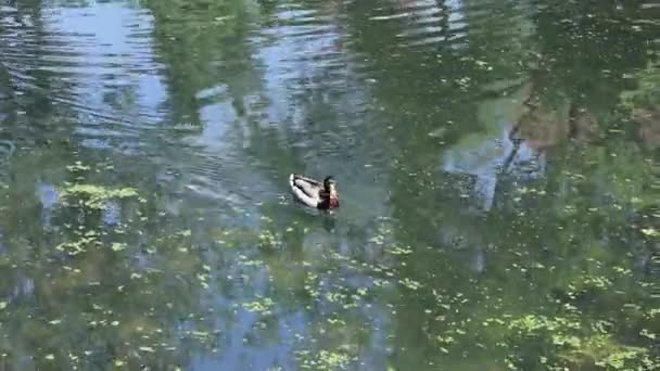 Pato nadando en el lago — Vídeos de Stock