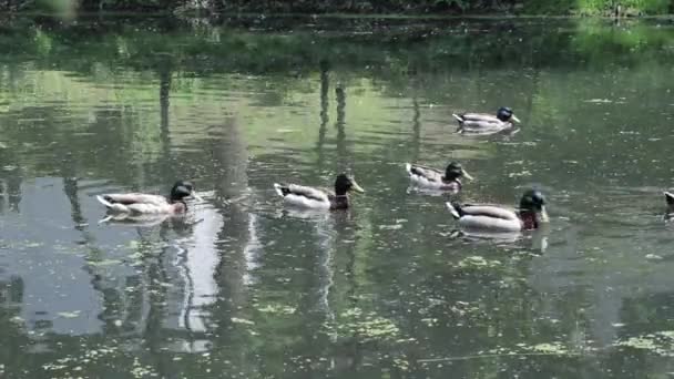 Kaczki pływające w jeziorze — Wideo stockowe
