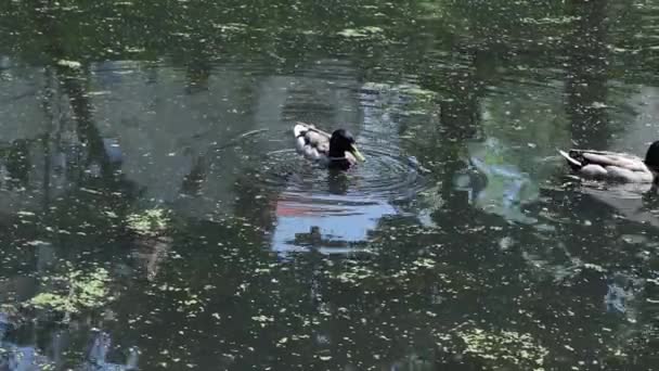 Patos nadando en el lago, de cerca — Vídeos de Stock