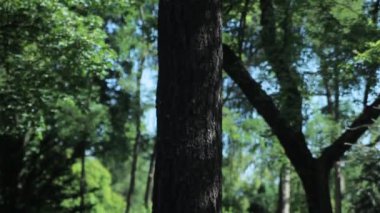 Park içinde yalnız ağaç görünümü. Aşağı eğimli